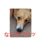 コーギーきなこ（個別スタンプ：3）