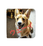 コーギーきなこ（個別スタンプ：6）