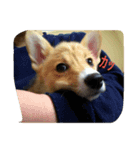 コーギーきなこ（個別スタンプ：7）