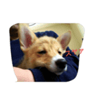 コーギーきなこ（個別スタンプ：8）