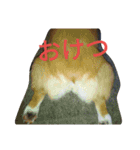 コーギーきなこ（個別スタンプ：11）