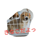 コーギーきなこ（個別スタンプ：12）