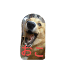 コーギーきなこ（個別スタンプ：15）