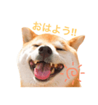 柴犬プー（個別スタンプ：1）