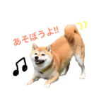 柴犬プー（個別スタンプ：2）