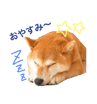 柴犬プー（個別スタンプ：3）