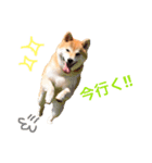 柴犬プー（個別スタンプ：4）