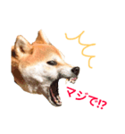 柴犬プー（個別スタンプ：5）