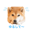 柴犬プー（個別スタンプ：6）