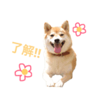 柴犬プー（個別スタンプ：8）