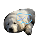 グレートピレニーズのバーディー（個別スタンプ：2）