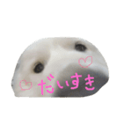 グレートピレニーズのバーディー（個別スタンプ：4）