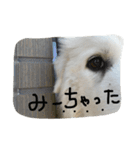 グレートピレニーズのバーディー（個別スタンプ：5）