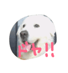 グレートピレニーズのバーディー（個別スタンプ：14）