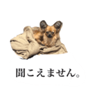 ノアの日常（個別スタンプ：2）