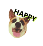 航大と雑種犬あめりと仲間たち（個別スタンプ：10）
