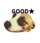 航大と雑種犬あめりと仲間たち（個別スタンプ：11）