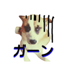 航大と雑種犬あめりと仲間たち（個別スタンプ：12）
