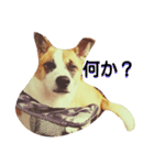 航大と雑種犬あめりと仲間たち（個別スタンプ：14）