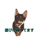 航大と雑種犬あめりと仲間たち（個別スタンプ：22）