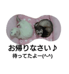 FERETTO company（個別スタンプ：4）