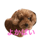 ANchiyan kurumedialect（個別スタンプ：2）
