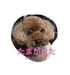 ANchiyan kurumedialect（個別スタンプ：5）
