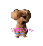 ANchiyan kurumedialect（個別スタンプ：6）