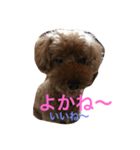 ANchiyan kurumedialect（個別スタンプ：10）