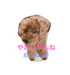 ANchiyan kurumedialect（個別スタンプ：12）