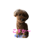 ANchiyan kurumedialect（個別スタンプ：16）