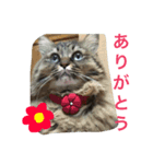 小梅さーん（個別スタンプ：1）