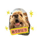 AmericanCocker atom（個別スタンプ：1）