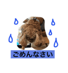 AmericanCocker atom（個別スタンプ：2）
