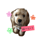 AmericanCocker atom（個別スタンプ：5）