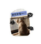 AmericanCocker atom（個別スタンプ：6）