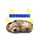 AmericanCocker atom（個別スタンプ：11）