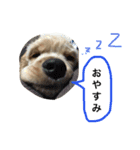 AmericanCocker atom（個別スタンプ：12）