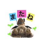 AmericanCocker atom（個別スタンプ：14）