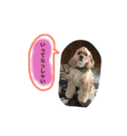 AmericanCocker atom（個別スタンプ：16）