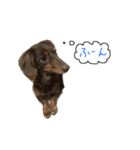 Chocolatco1（個別スタンプ：8）