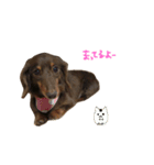 Chocolatco1（個別スタンプ：12）