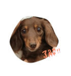 Chocolatco1（個別スタンプ：16）