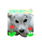 佐々木家の柚子スタンプ（個別スタンプ：12）