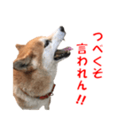 柴犬の阿波弁2（個別スタンプ：1）