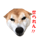 柴犬の阿波弁2（個別スタンプ：2）