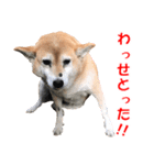 柴犬の阿波弁2（個別スタンプ：5）