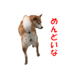 柴犬の阿波弁2（個別スタンプ：6）