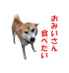 柴犬の阿波弁2（個別スタンプ：8）