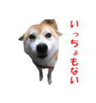 柴犬の阿波弁2（個別スタンプ：10）